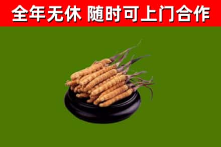 叶集区回收冬虫夏草