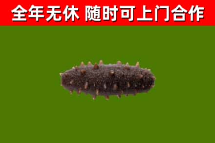 叶集区回收海参干